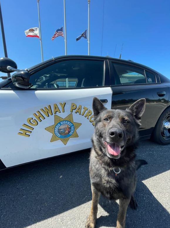 Sheriff's office honors Crescent City hero with K9 name, News